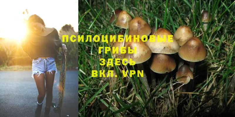 Галлюциногенные грибы Cubensis  наркота  mega онион  Нововоронеж 